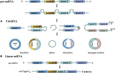 Research Advances in the Roles of Circular RNAs in Pathophysiology and Early Diagnosis of Gestational Diabetes Mellitus